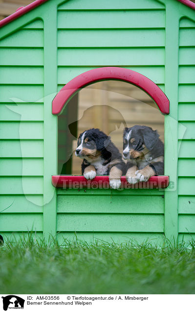 Berner Sennenhund Welpen / Bernese Mountain Dog Puppies / AM-03556