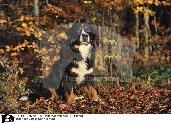 sitzender Berner Sennenhund / sitting Bernese Mountain Dog / SST-09265
