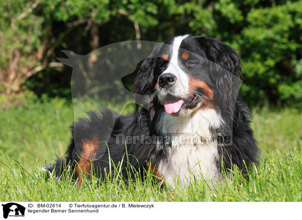 liegender Berner Sennenhund / lying Bernese Mountain Dog / BM-02614