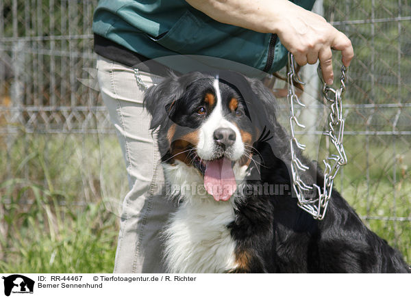 Berner Sennenhund / Bernese Mountain Dog / RR-44467