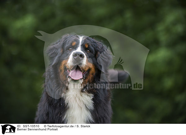 Berner Sennenhund Portrait / SST-10510