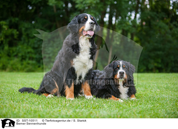 Berner Sennenhunde / Bernese Mountain Dogs / SST-10511