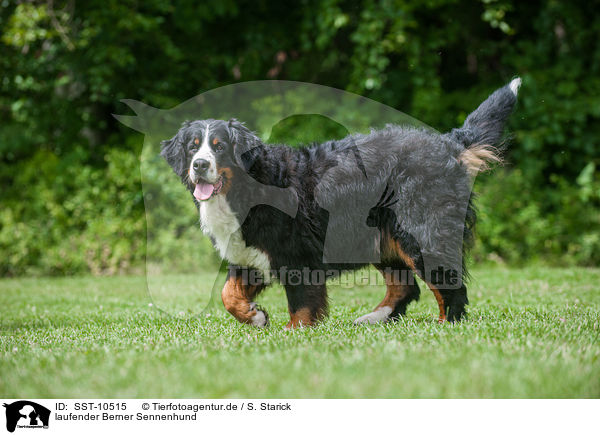 laufender Berner Sennenhund / walking Bernese Mountain Dog / SST-10515