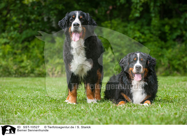 Berner Sennenhunde / Bernese Mountain Dogs / SST-10527