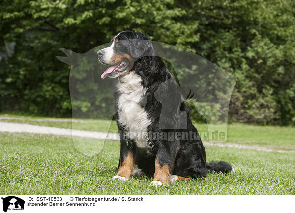 sitzender Berner Sennenhund / sitting Bernese Mountain Dog / SST-10533