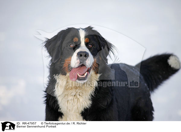 Berner Sennenhund Portrait / Bernese Mountain Dog Portrait / RR-47957