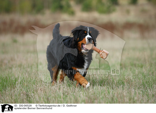 spielender Berner Sennenhund / playing Bernese Mountain Dog / DG-06528