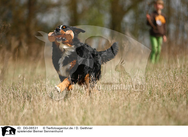 spielender Berner Sennenhund / playing Bernese Mountain Dog / DG-06531