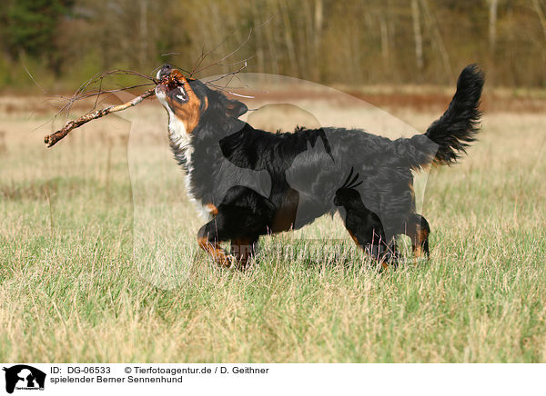 spielender Berner Sennenhund / playing Bernese Mountain Dog / DG-06533