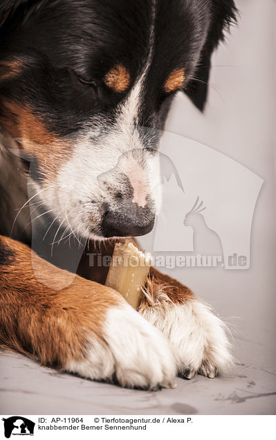 knabbernder Berner Sennenhund / gnawing Bernese Mountain Dog / AP-11964