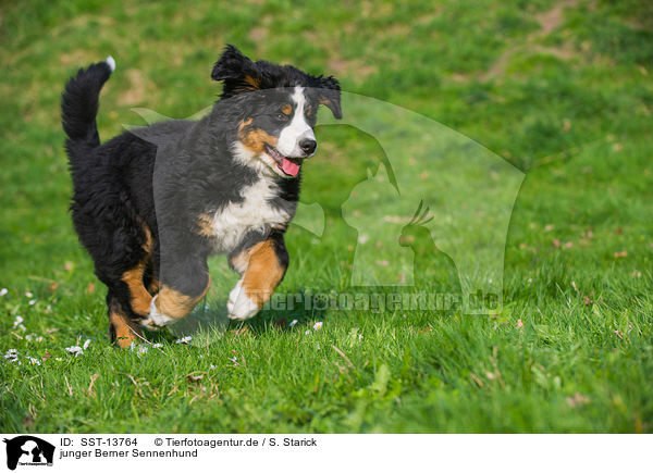 junger Berner Sennenhund / young Bernese Mountain Dog / SST-13764