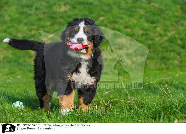 junger Berner Sennenhund / young Bernese Mountain Dog / SST-13765