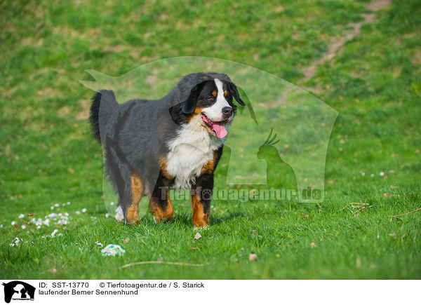 laufender Berner Sennenhund / walking Bernese Mountain Dog / SST-13770