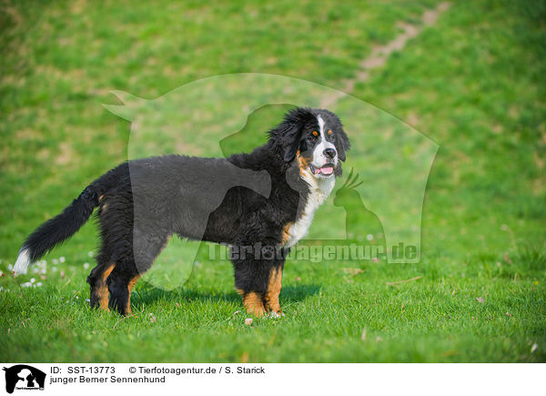 junger Berner Sennenhund / young Bernese Mountain Dog / SST-13773