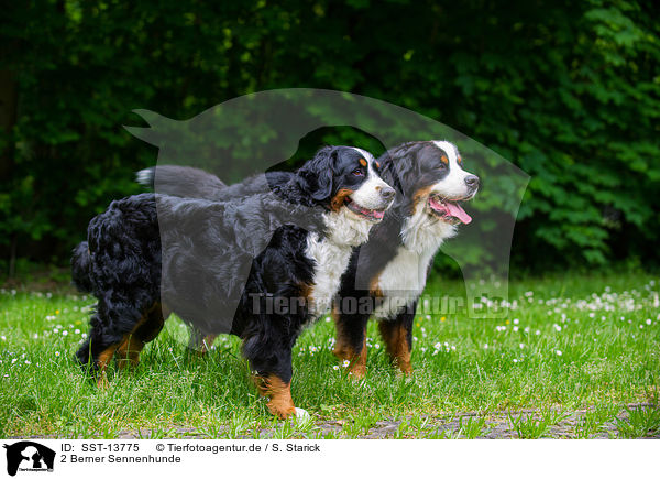 2 Berner Sennenhunde / 2 Bernese Mountain Dogs / SST-13775