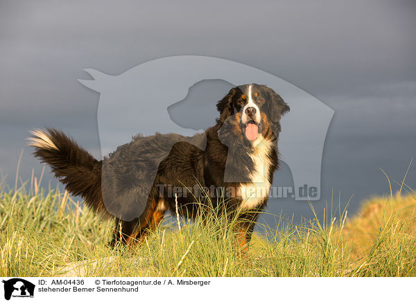 stehender Berner Sennenhund / standing Bernese Mountain Dog / AM-04436