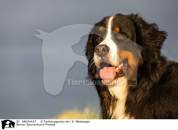 Berner Sennenhund Portrait / Bernese Mountain Dog Portrait / AM-04437