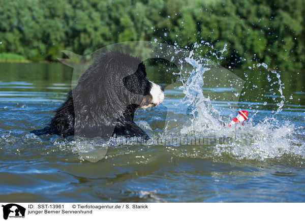 junger Berner Sennenhund / young Bernese Mountain Dog / SST-13961