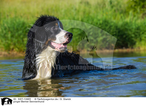 junger Berner Sennenhund / young Bernese Mountain Dog / SST-13965