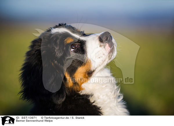Berner Sennenhund Welpe / Bernese Mountain Dog Puppy / SST-13971