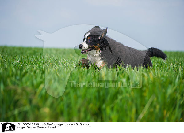 junger Berner Sennenhund / young Bernese Mountain Dog / SST-13996