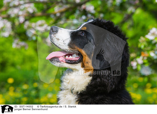 junger Berner Sennenhund / young Bernese Mountain Dog / SST-14002