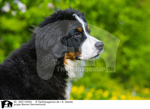 junger Berner Sennenhund / young Bernese Mountain Dog / SST-14004