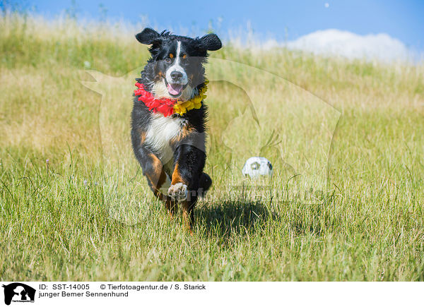 junger Berner Sennenhund / young Bernese Mountain Dog / SST-14005
