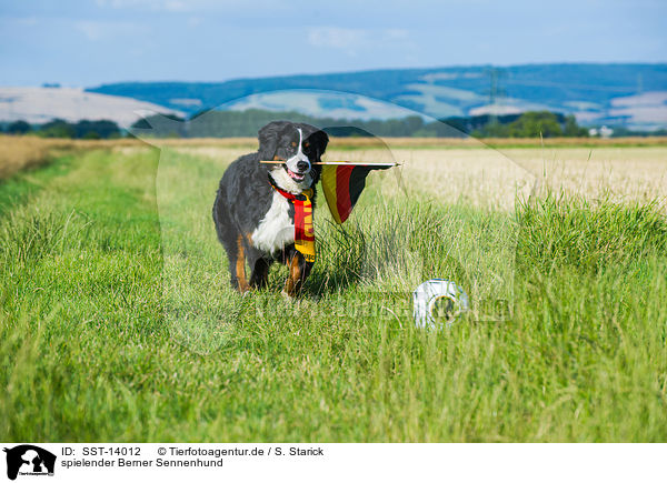 spielender Berner Sennenhund / playing Bernese Mountain Dog / SST-14012
