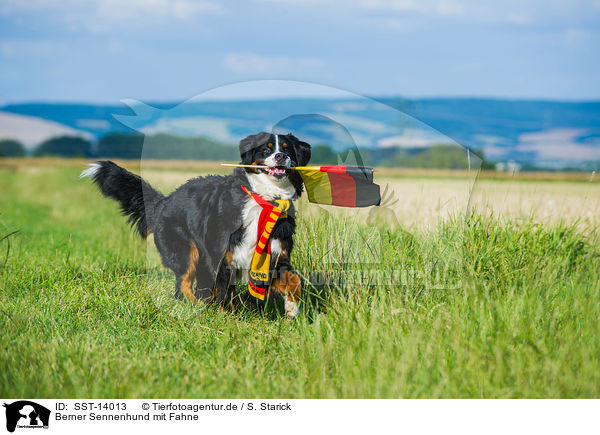 Berner Sennenhund mit Fahne / Bernese Mountain Dog flag / SST-14013