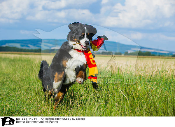 Berner Sennenhund mit Fahne / Bernese Mountain Dog flag / SST-14014