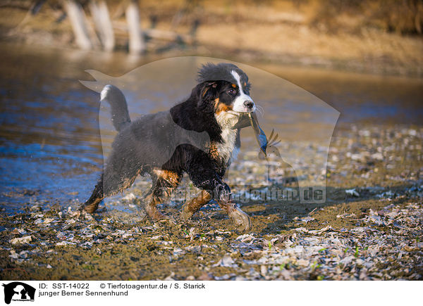 junger Berner Sennenhund / young Bernese Mountain Dog / SST-14022