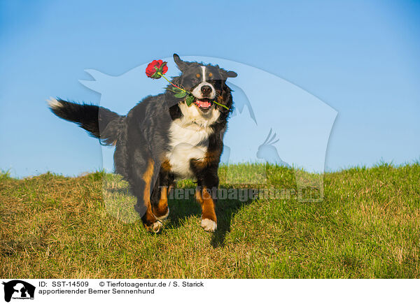 apportierender Berner Sennenhund / retrieving Bernese Mountain Dog / SST-14509