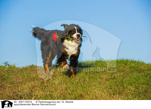 apportierender Berner Sennenhund / retrieving Bernese Mountain Dog / SST-14510