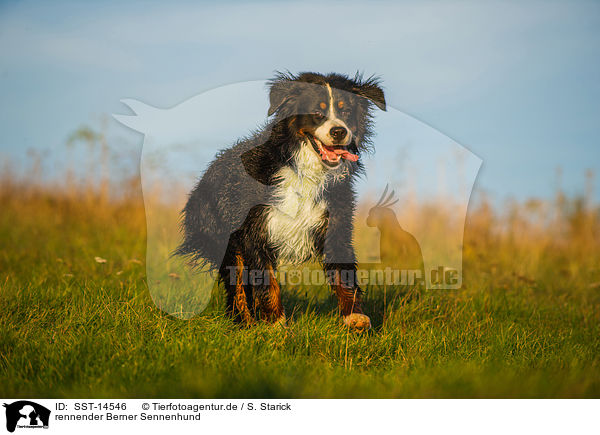 rennender Berner Sennenhund / SST-14546