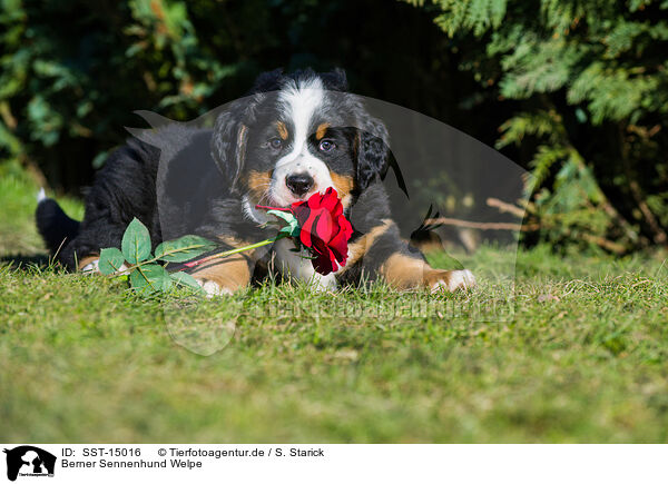Berner Sennenhund Welpe / SST-15016