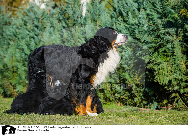 Berner Sennenhunde / Bernese Mountain Dogs / SST-15153