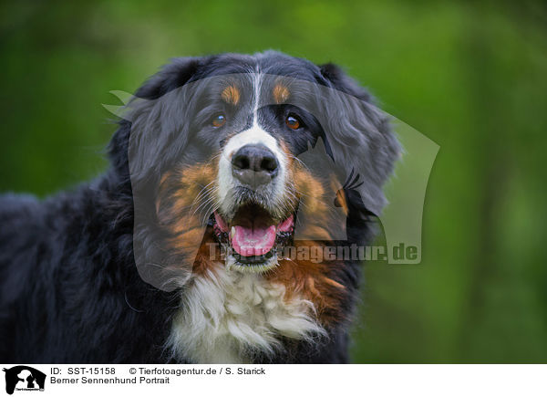 Berner Sennenhund Portrait / SST-15158