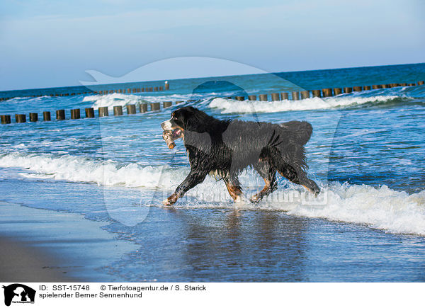 spielender Berner Sennenhund / playing Bernese Mountain Dog / SST-15748