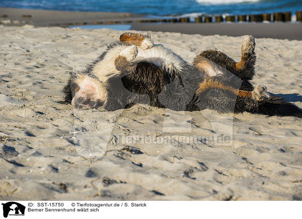 Berner Sennenhund wlzt sich / rolling Bernese Mountain Dog / SST-15750