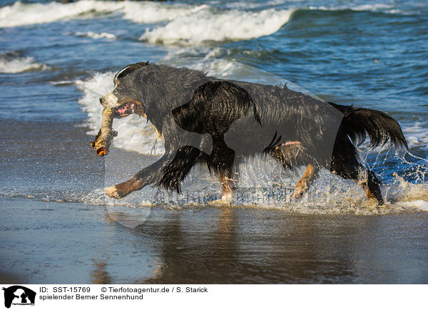 spielender Berner Sennenhund / playing Bernese Mountain Dog / SST-15769