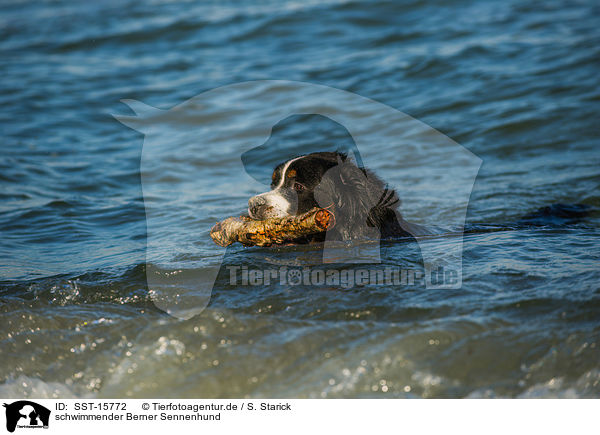 schwimmender Berner Sennenhund / swimming Bernese Mountain Dog / SST-15772
