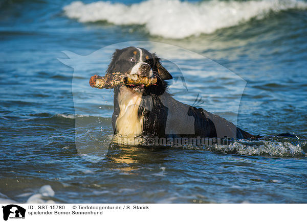 spielender Berner Sennenhund / playing Bernese Mountain Dog / SST-15780