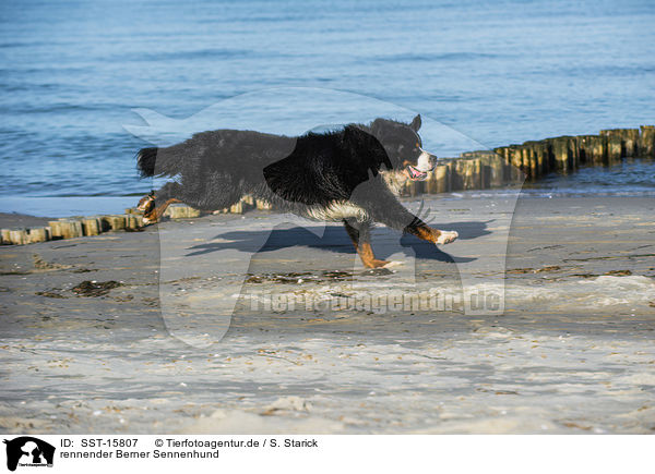 rennender Berner Sennenhund / running Bernese Mountain Dog / SST-15807