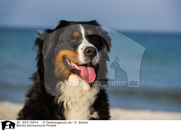 Berner Sennenhund Portrait / SST-15814