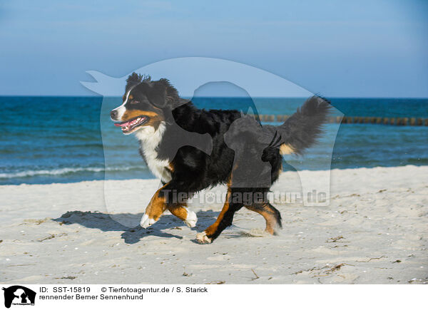 rennender Berner Sennenhund / SST-15819