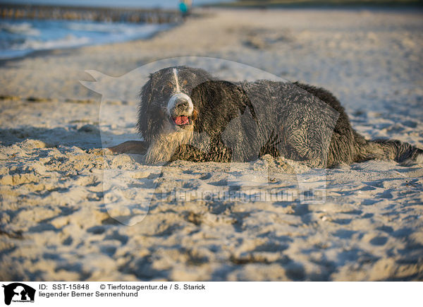 liegender Berner Sennenhund / lying Bernese Mountain Dog / SST-15848