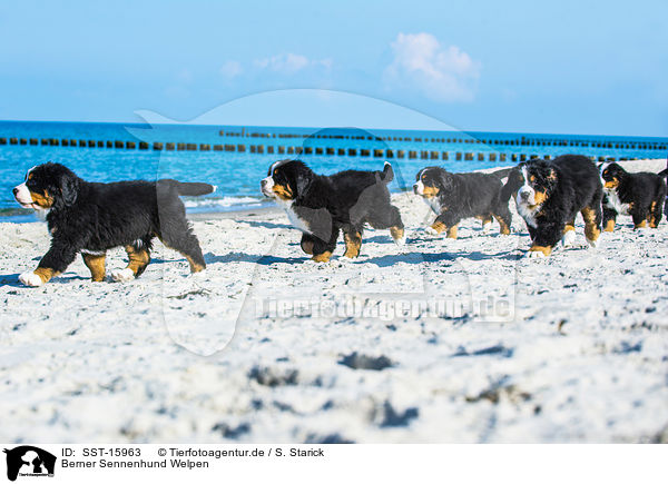 Berner Sennenhund Welpen / Bernese Mountain Dog Puppies / SST-15963