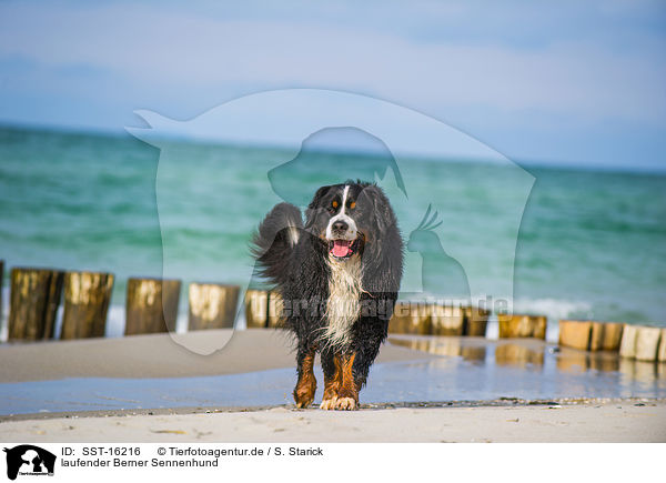 laufender Berner Sennenhund / walking Bernese Mountain Dog / SST-16216