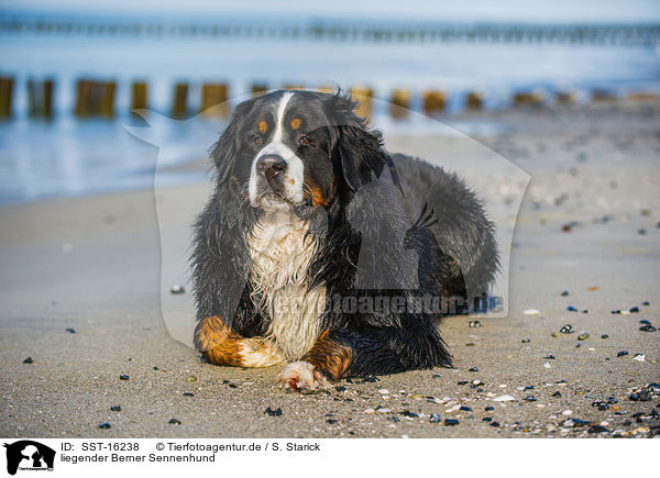 liegender Berner Sennenhund / lying Bernese Mountain Dog / SST-16238